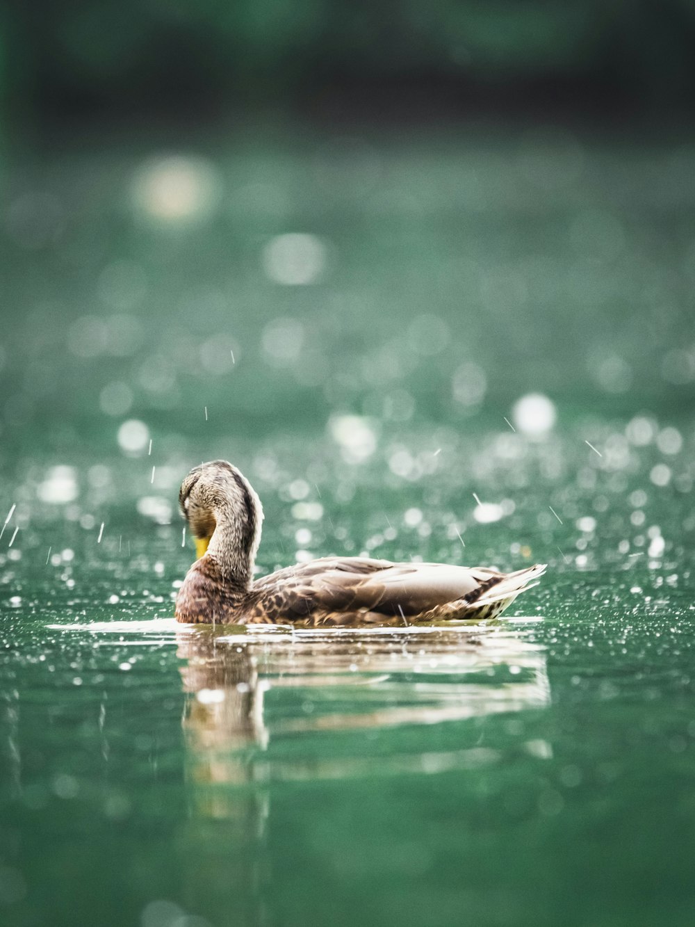 Un pato flotando sobre un cuerpo de agua