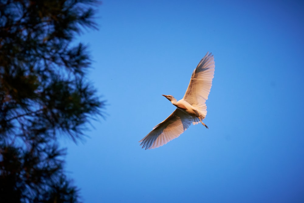 a white bird flying through a blue sky