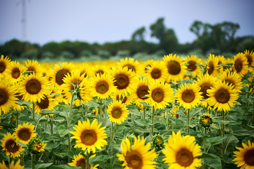 a large field of sunflowers with a sky background