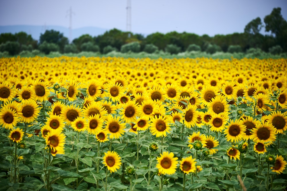 a large field of sunflowers in the middle of a field