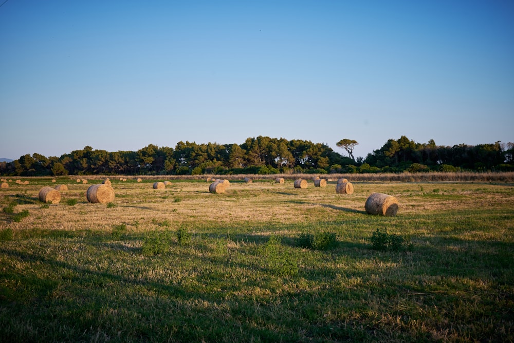 a field full of hay bales with trees in the background