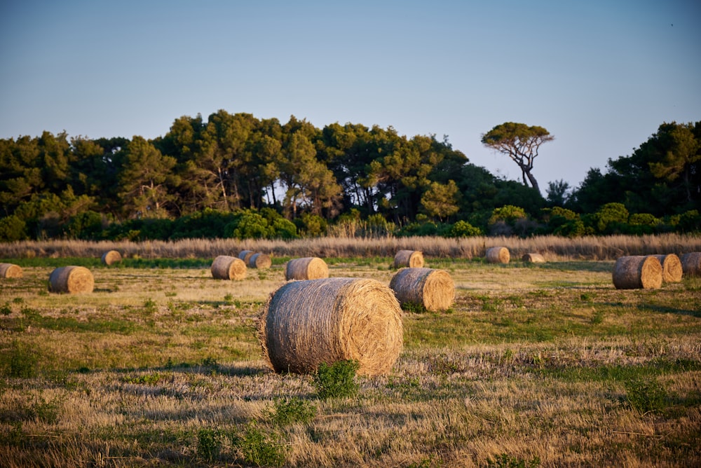 a field full of round bales of hay