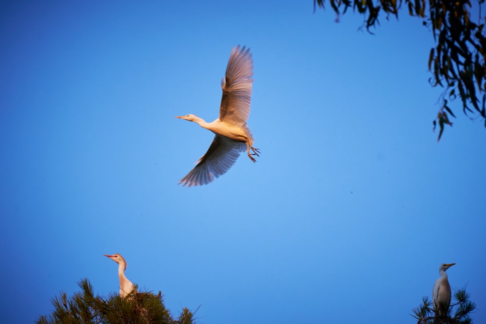 a couple of birds flying through a blue sky