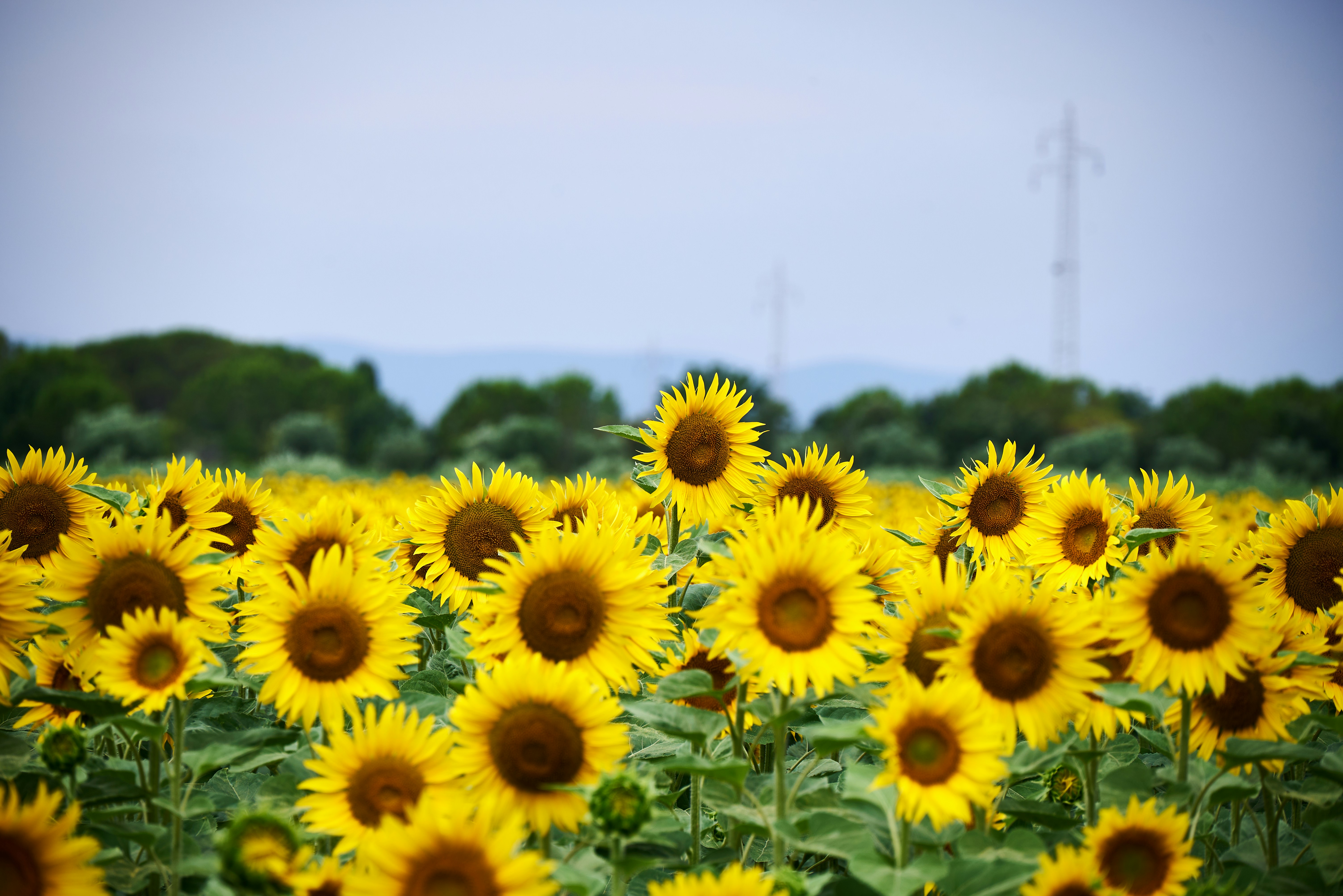 Photo by 00mancio00