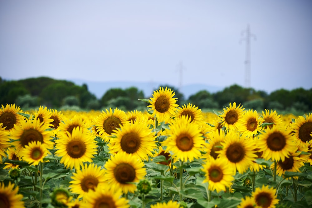 a field of sunflowers with a windmill in the background