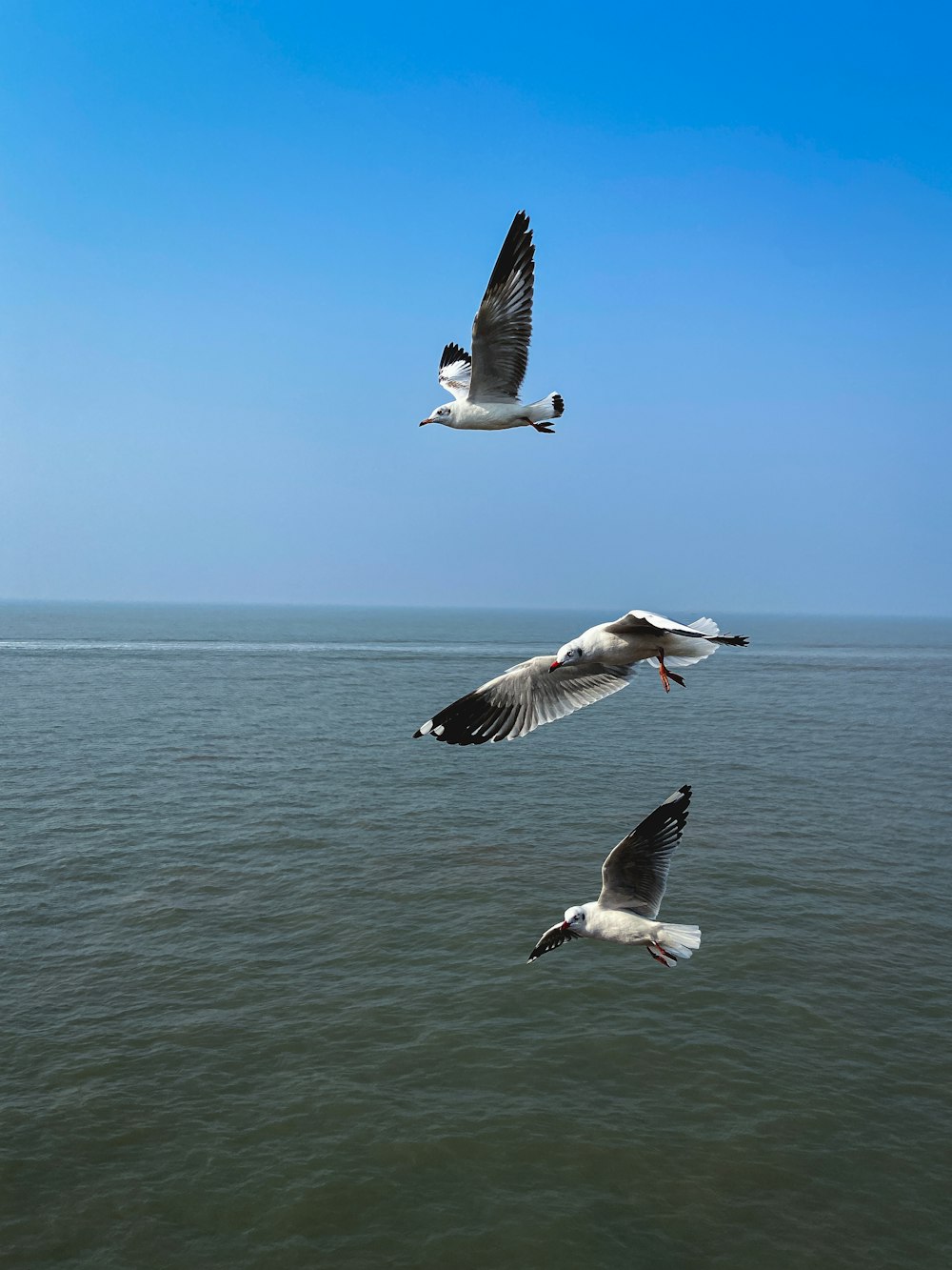 a group of seagulls flying over a body of water