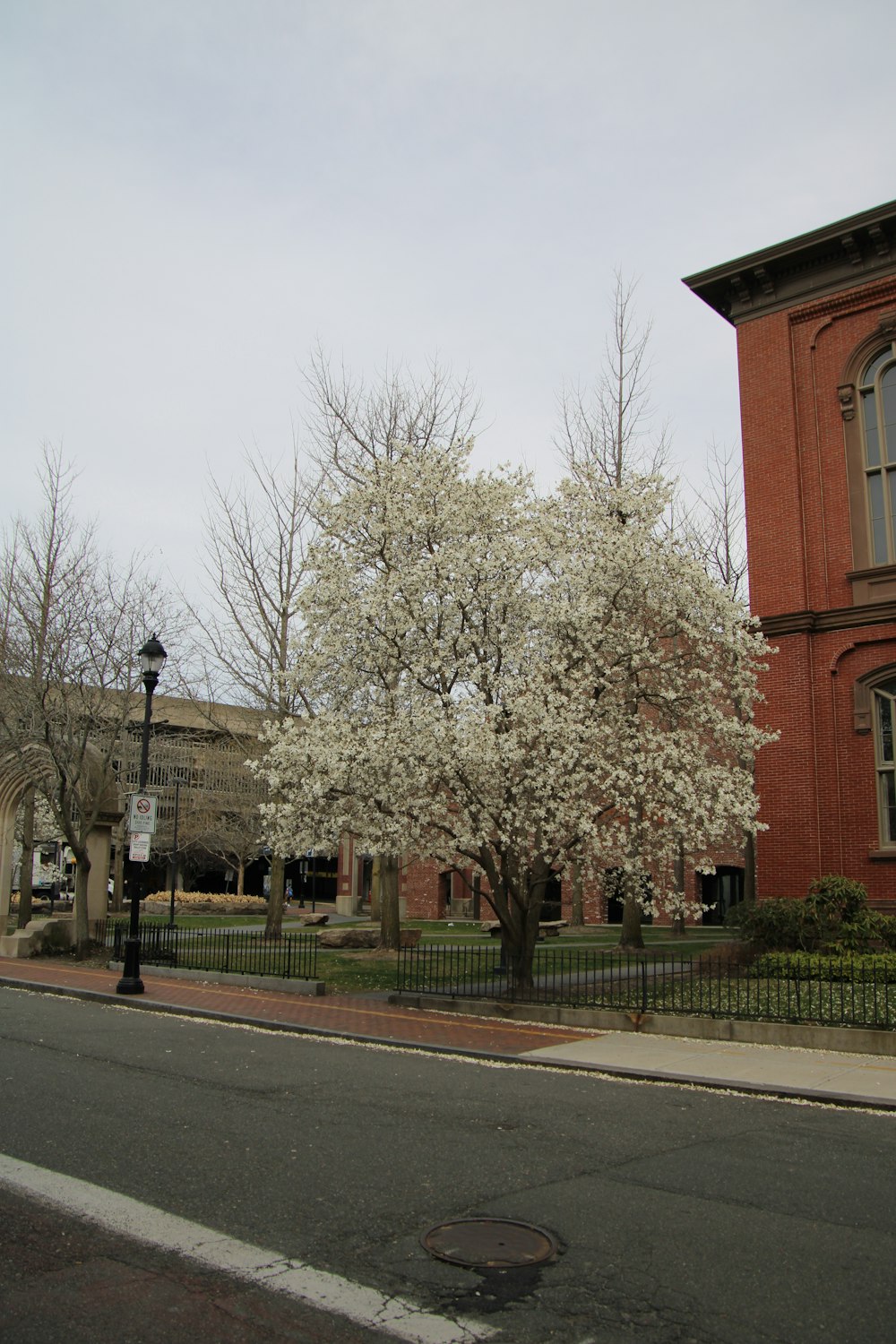 a tree with white flowers in front of a building