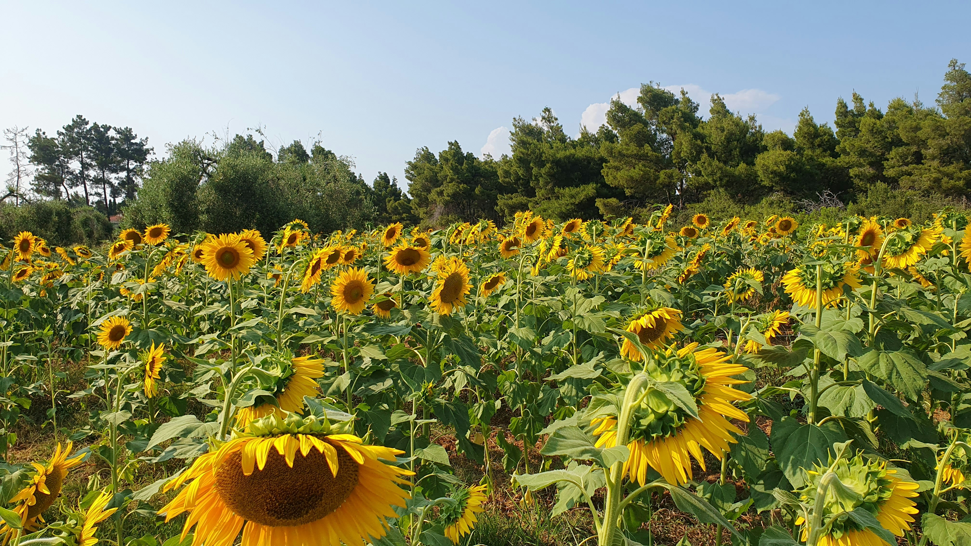a large field of sunflowers with trees in the background