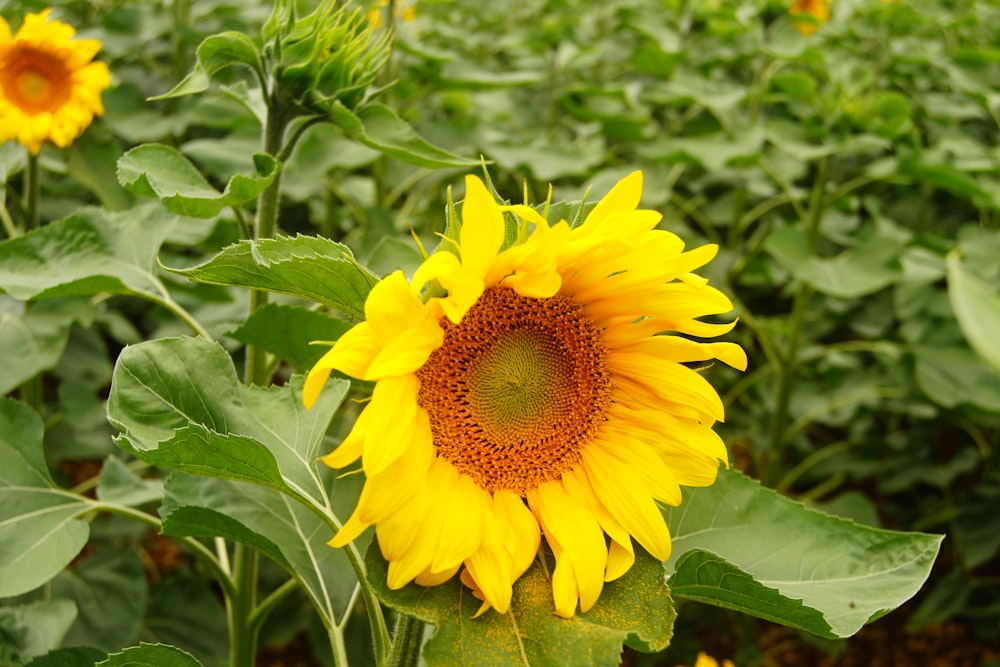 a large sunflower in a field of green plants