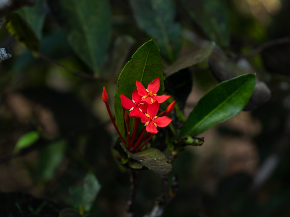 a red flower with green leaves in the background