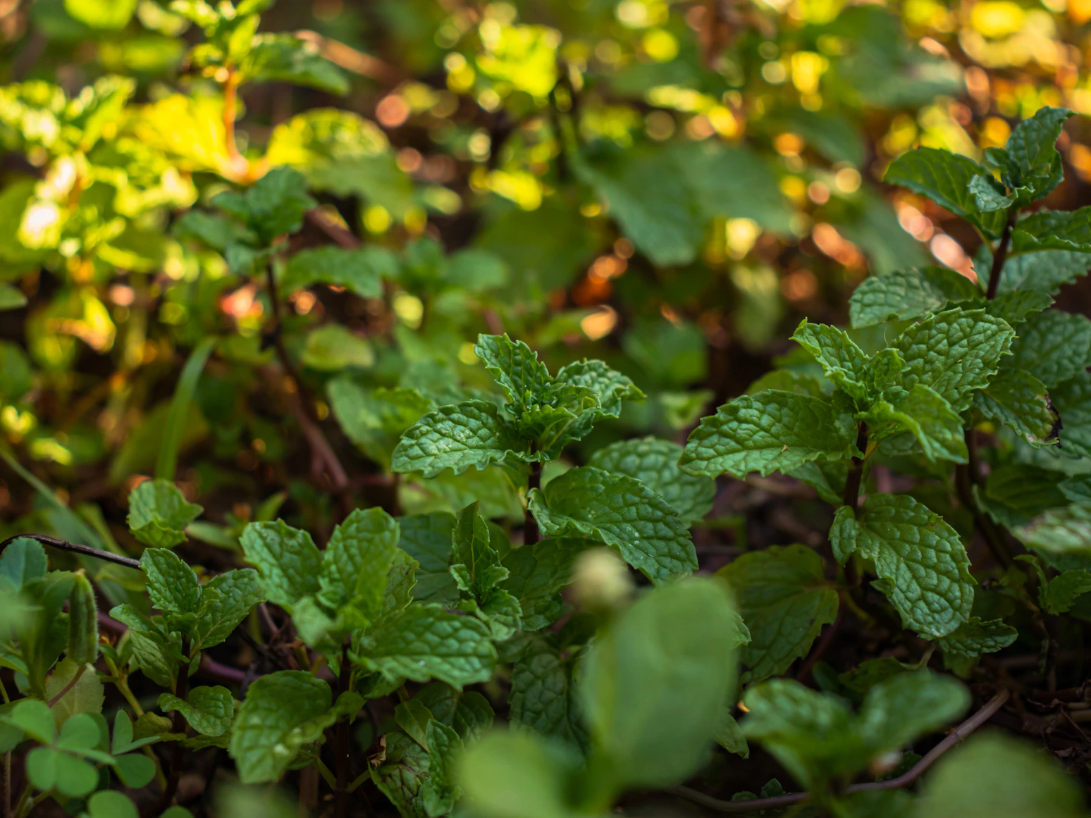 Lush green mint leaves
    growing in a balcony pot in India 2026