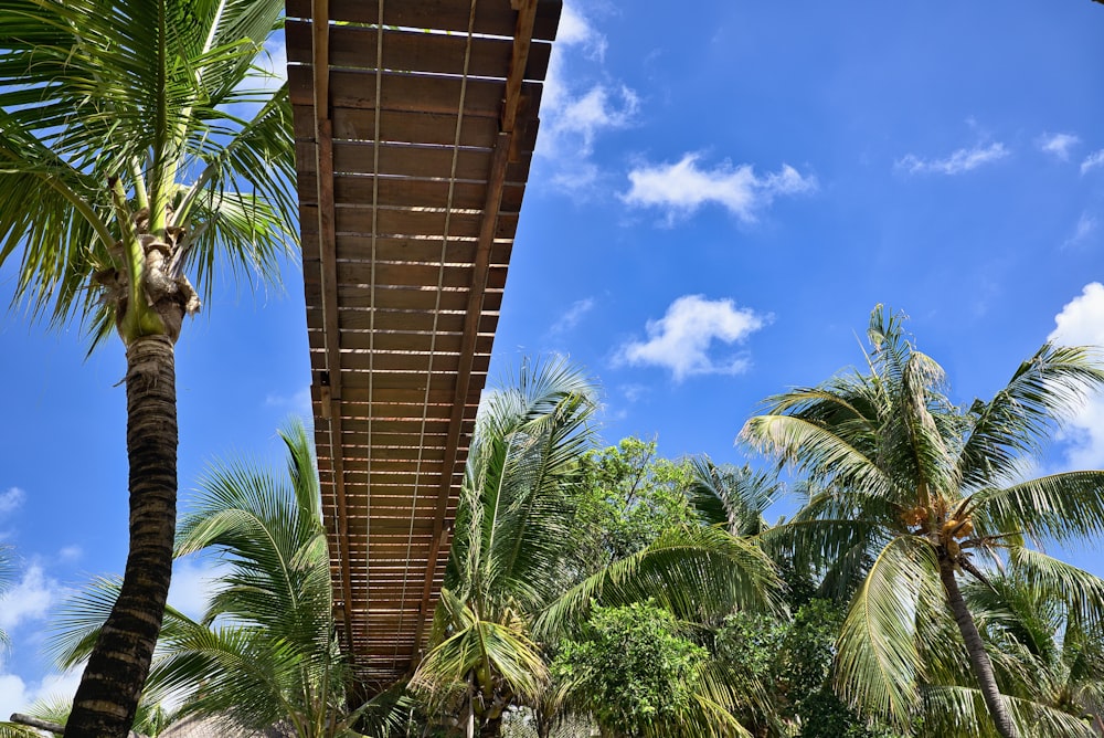 a palm tree and a walkway in a tropical setting