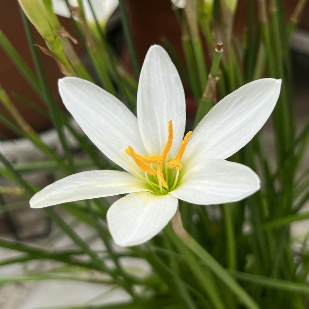 um close up de uma flor branca com folhas verdes