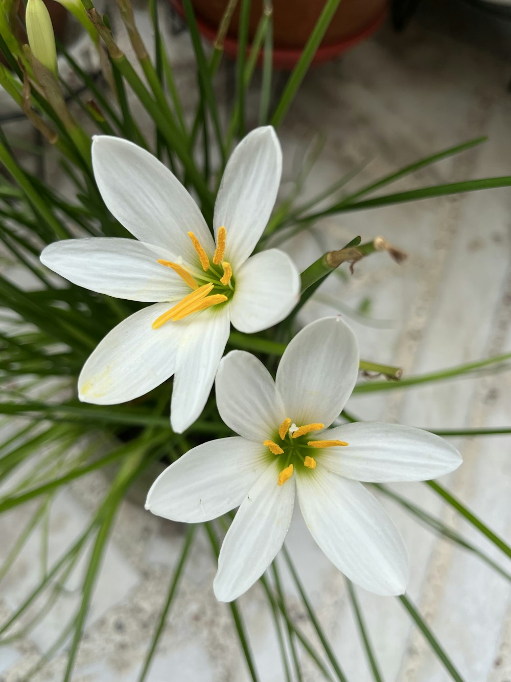 a group of white flowers sitting on top of a table