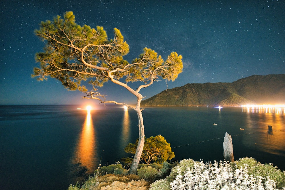 a tree on the shore of a lake at night