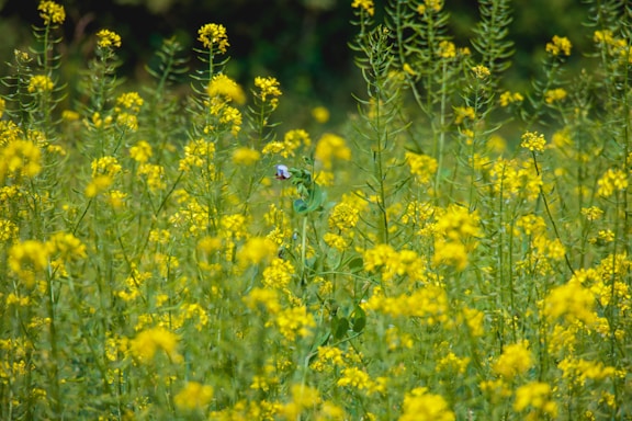 A field filled with tall, vibrant yellow flowers, likely mustard or rapeseed, swaying gently. The stems are thin and elongated, with small leaves. A single purple flower stands out among the yellow blooms, providing a contrasting touch.