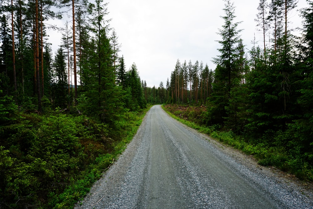 a gravel road in the middle of a forest