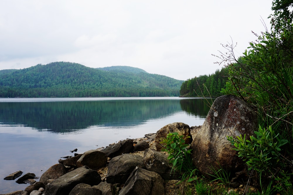 a large body of water surrounded by a forest