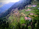 a lush green hillside covered in lots of trees