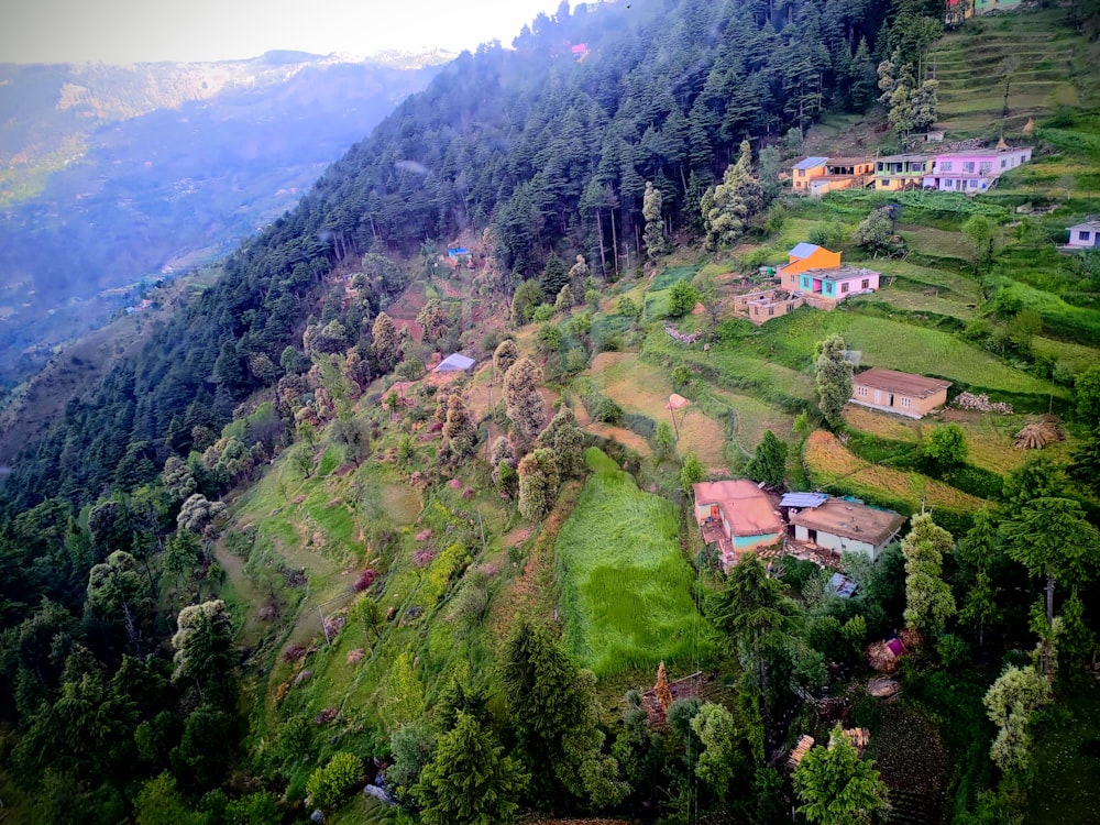 a lush green hillside covered in lots of trees