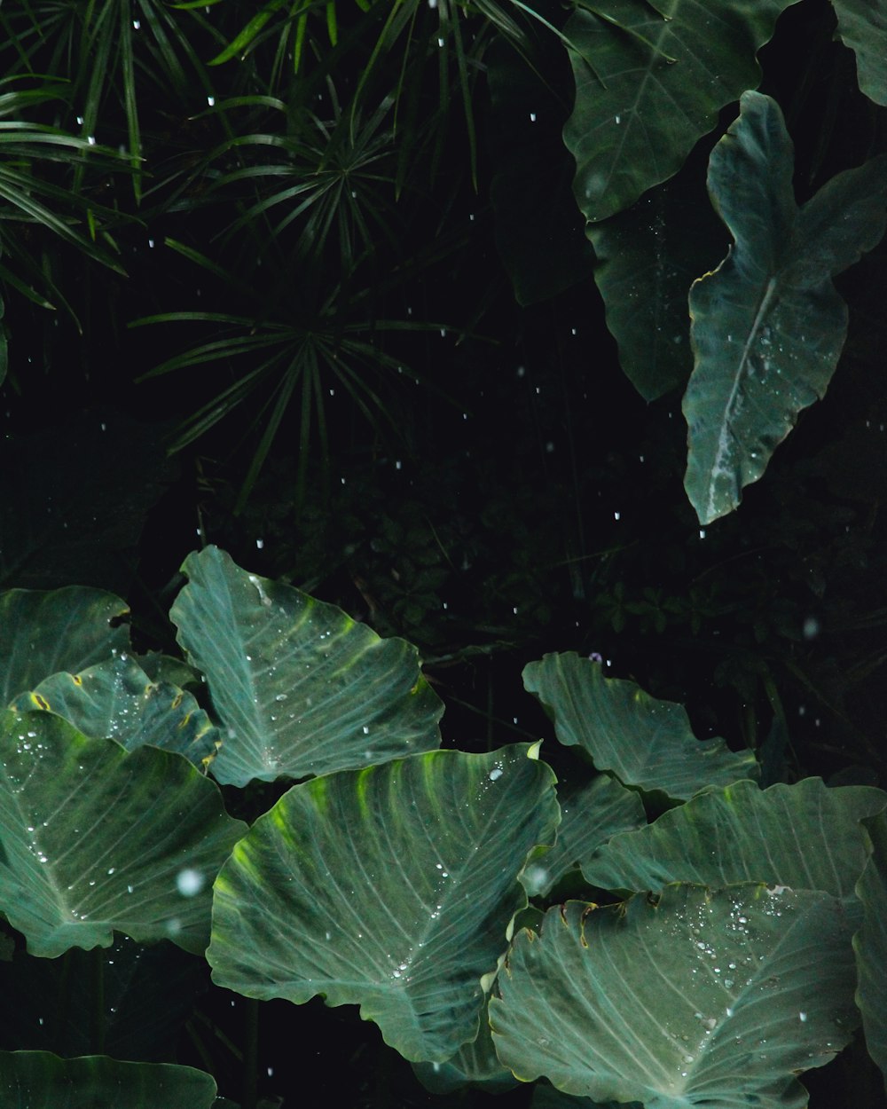 a bunch of green leaves with drops of water on them