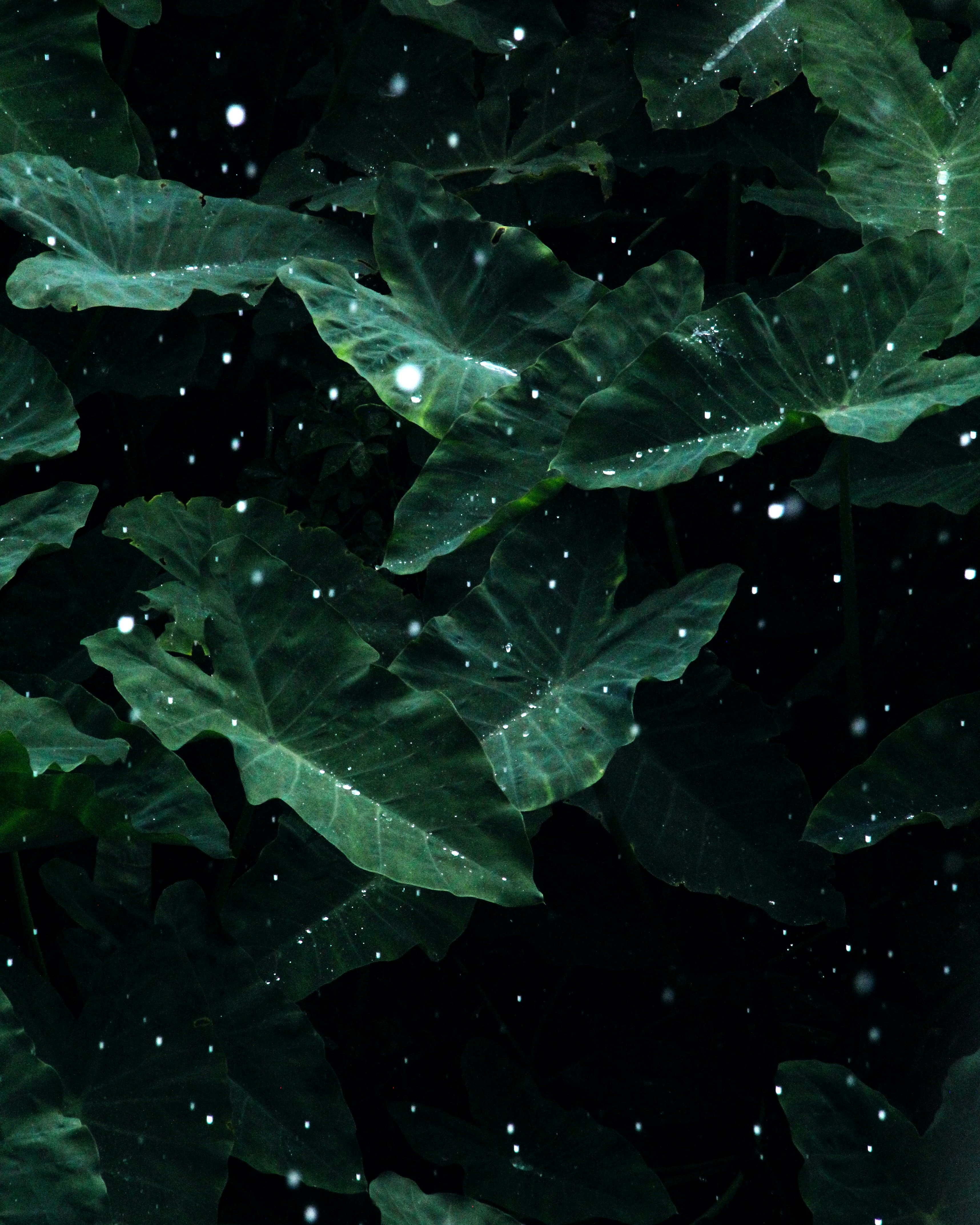 Photo by justcapturingit