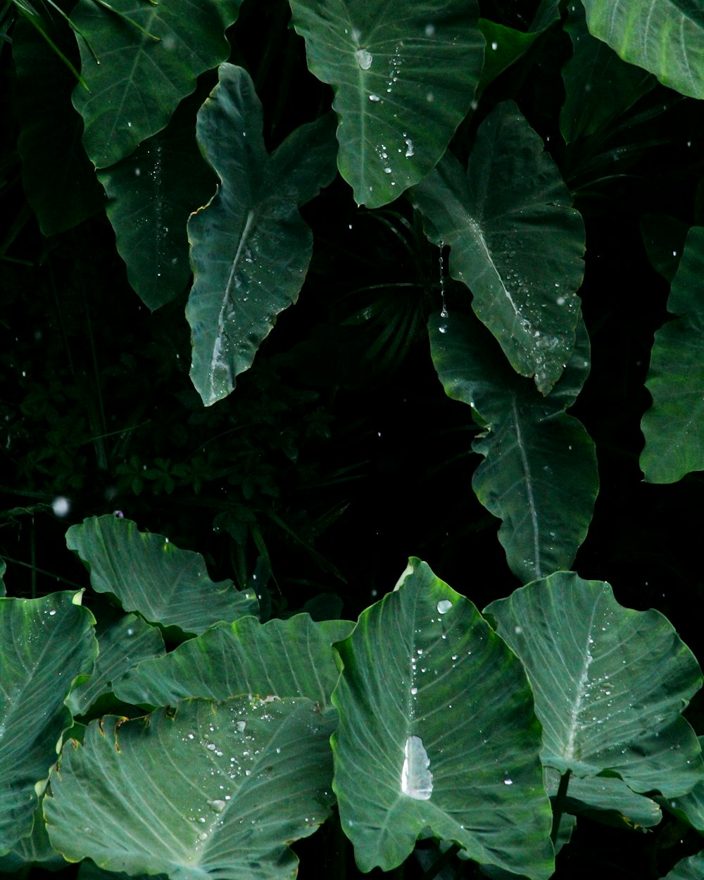 a bunch of green leaves with drops of water on them