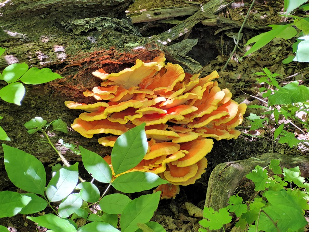 a cluster of orange mushrooms growing on a tree stump