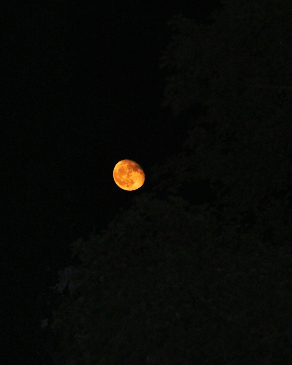 a full moon seen through the trees at night