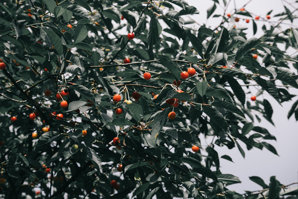 a tree filled with lots of ripe fruit