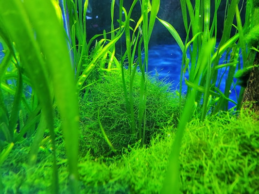 Vibrant green aquatic plants and algae fill the scene, creating a lush and dense underwater environment. Long, narrow leaves stretch upwards while a dense mass of feathery algae sits in the background. A deep blue backdrop suggests water, adding contrast to the rich greenery.