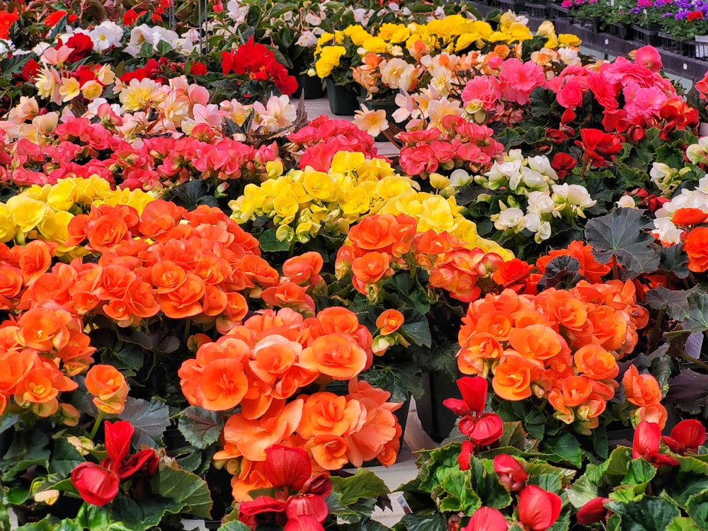 a bunch of flowers that are in a garden