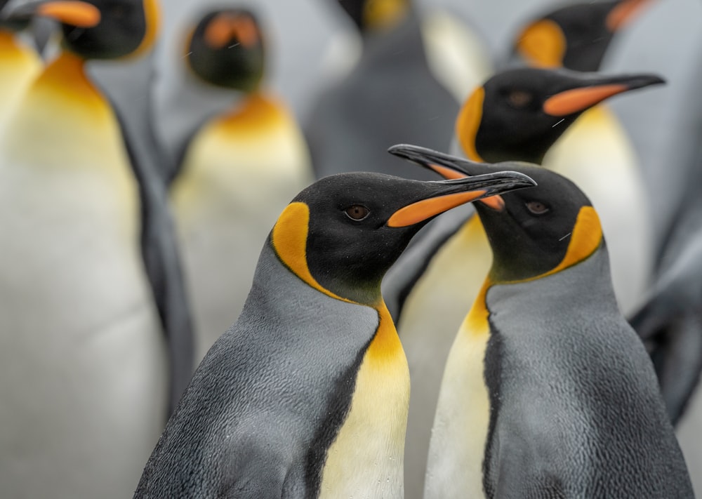 a group of penguins standing next to each other