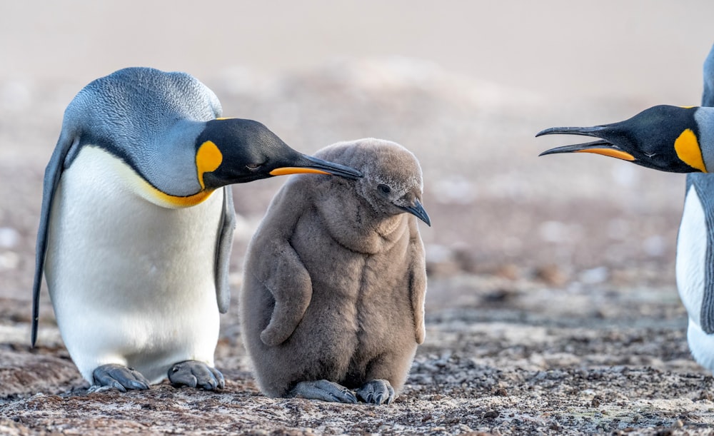 a couple of penguins standing next to each other