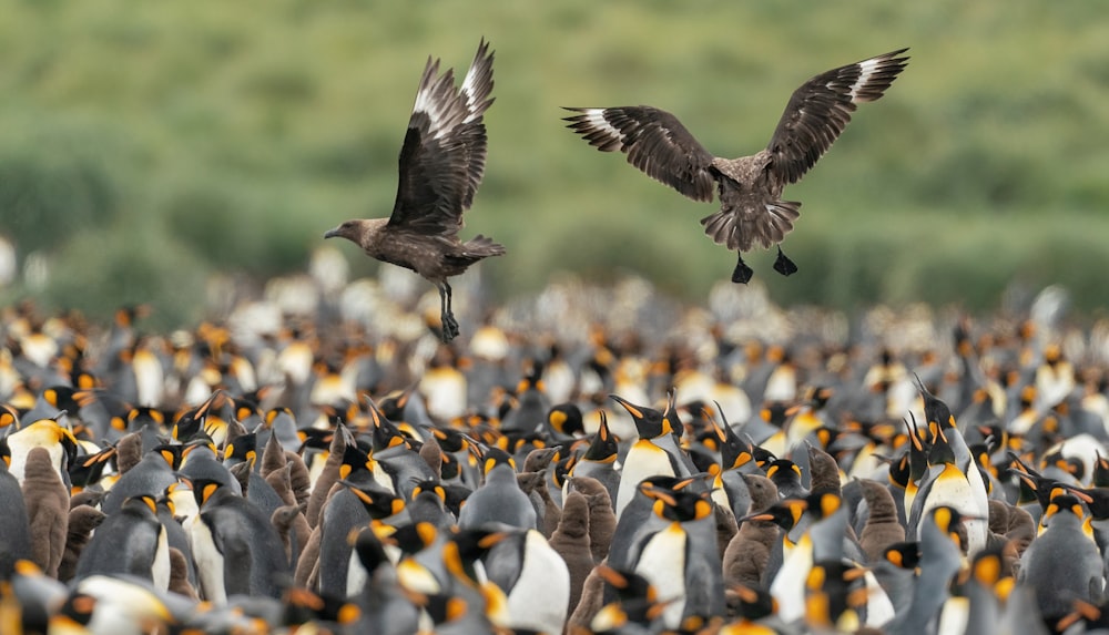 two birds flying over a large group of penguins