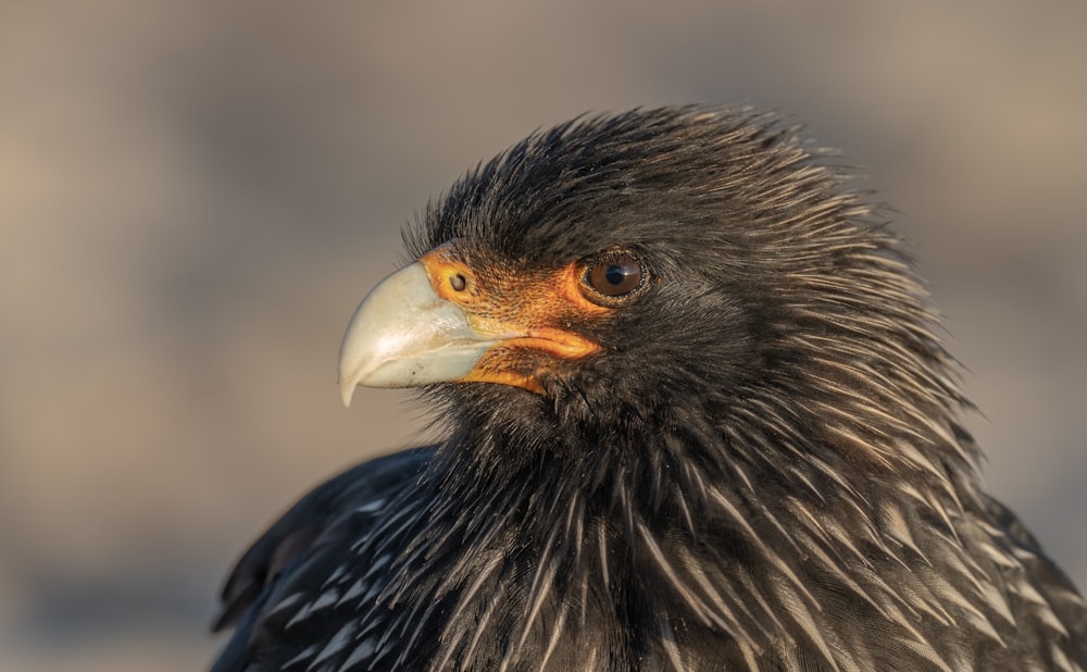 a close up of a bird of prey