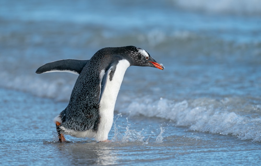 a penguin is walking along the beach in the water