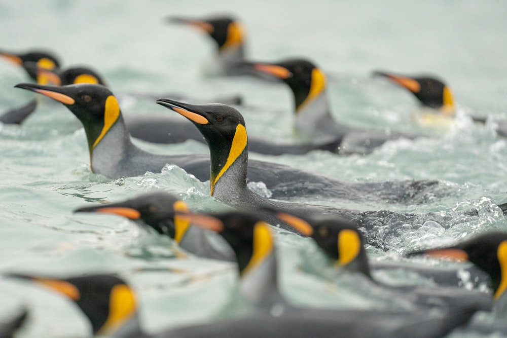 a group of penguins swimming in the water