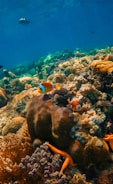 Vibrant underwater coral reef teeming with life, featuring colorful clownfish swimming among a variety of corals. The scene is bright and lively, showcasing diverse marine organisms and clear blue water in the background.