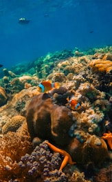 Vibrant underwater coral reef teeming with life, featuring colorful clownfish swimming among a variety of corals. The scene is bright and lively, showcasing diverse marine organisms and clear blue water in the background.