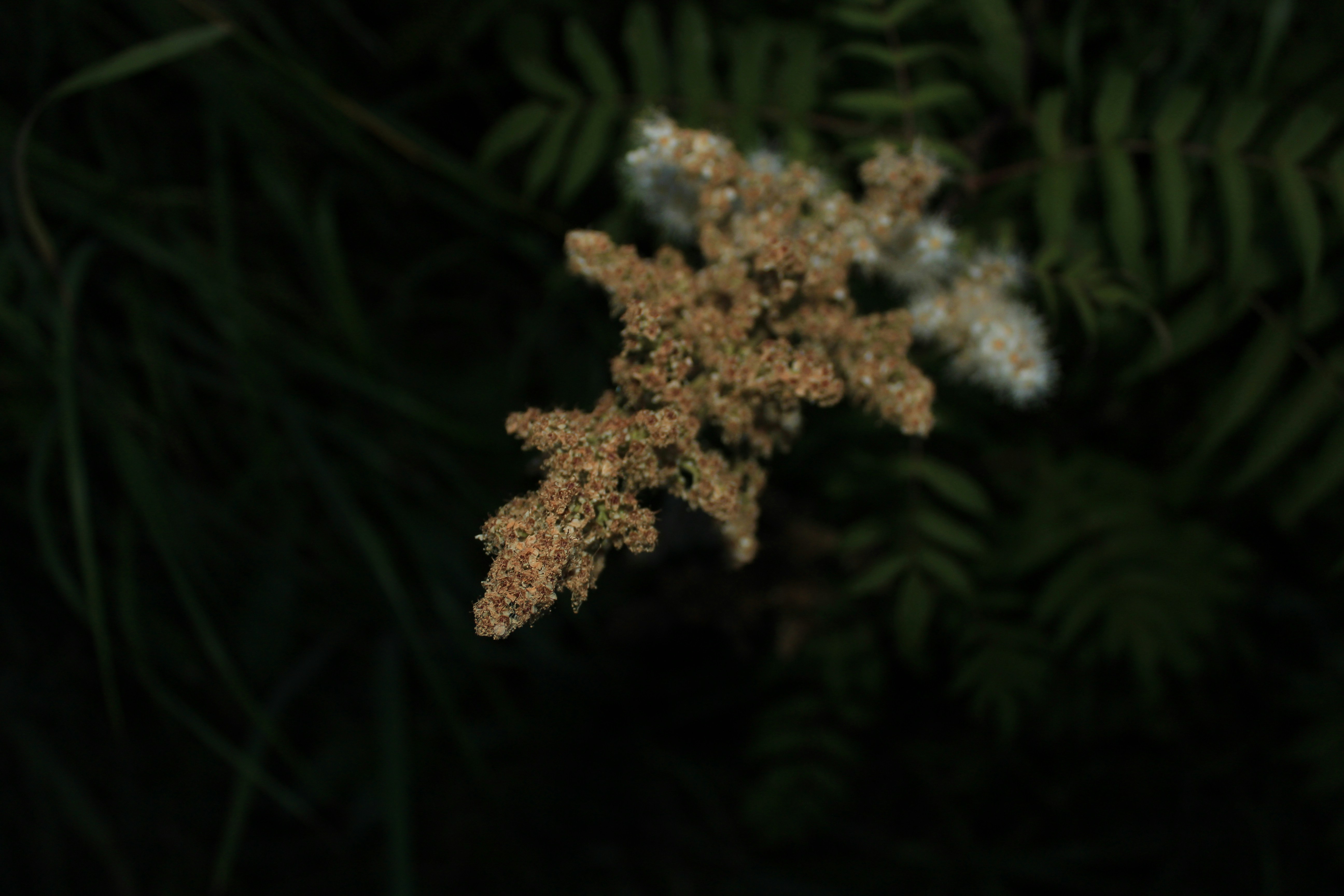 a close up of a plant with white flowers