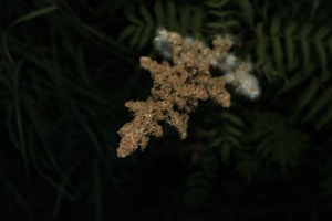 Whole Cloves