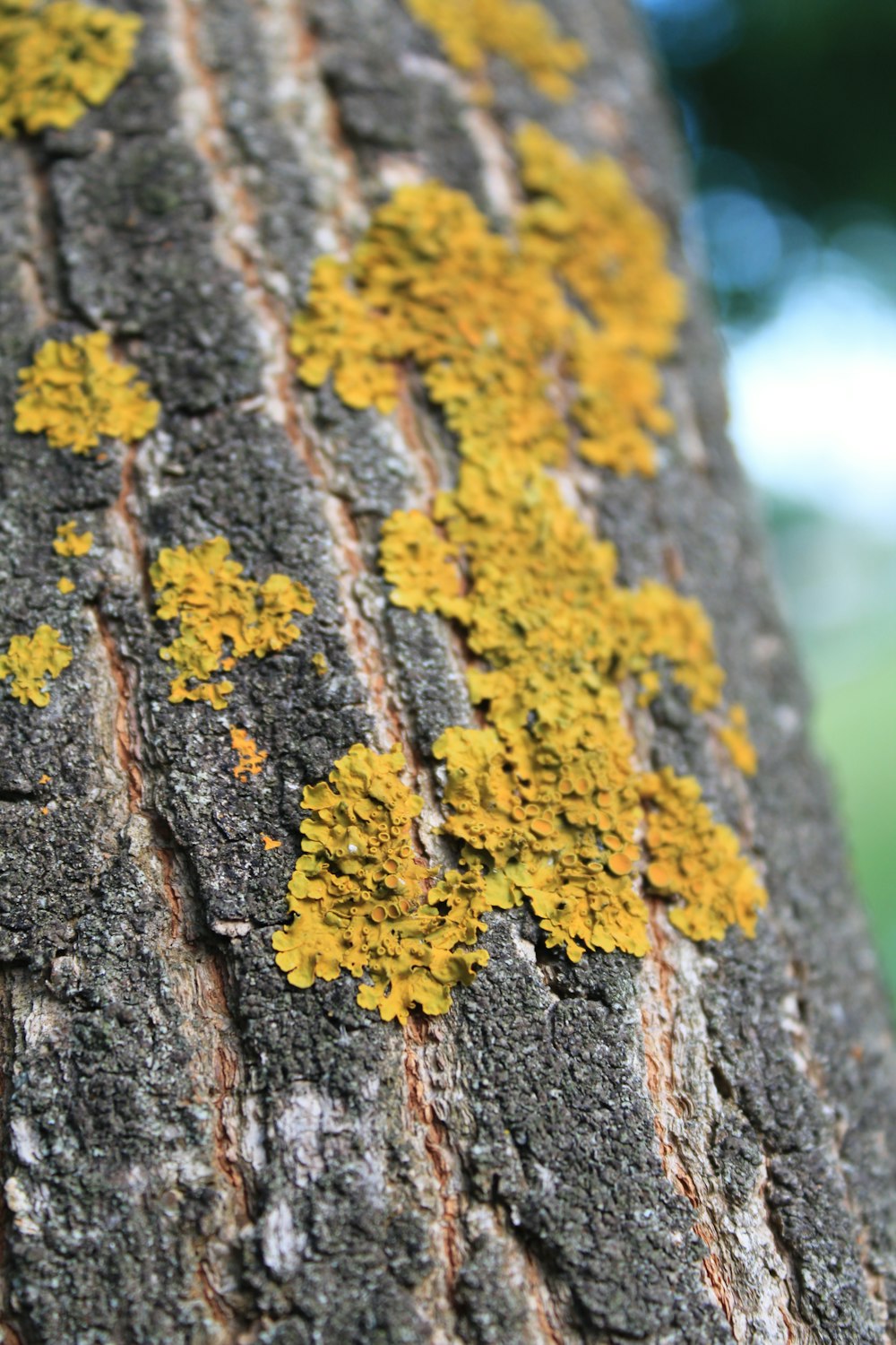 a close up of a tree trunk with yellow moss growing on it