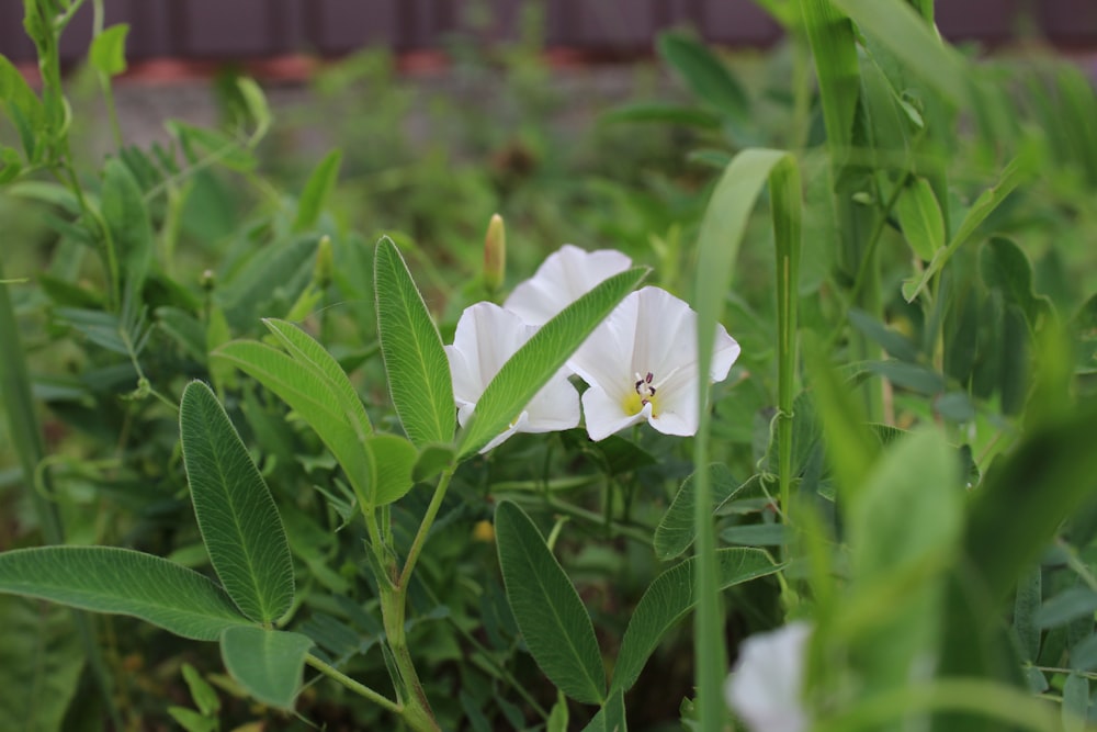 a white flower is growing in a field
