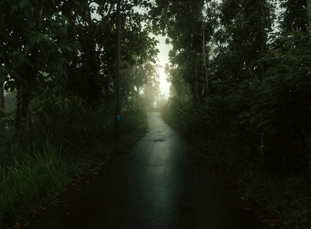 a dark road surrounded by trees and grass