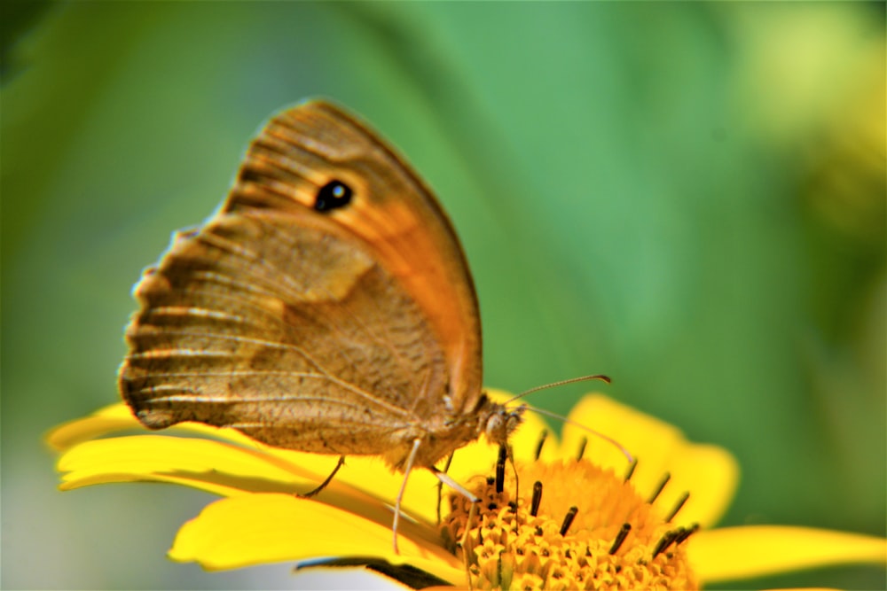 a brown butterfly sitting on a yellow flower