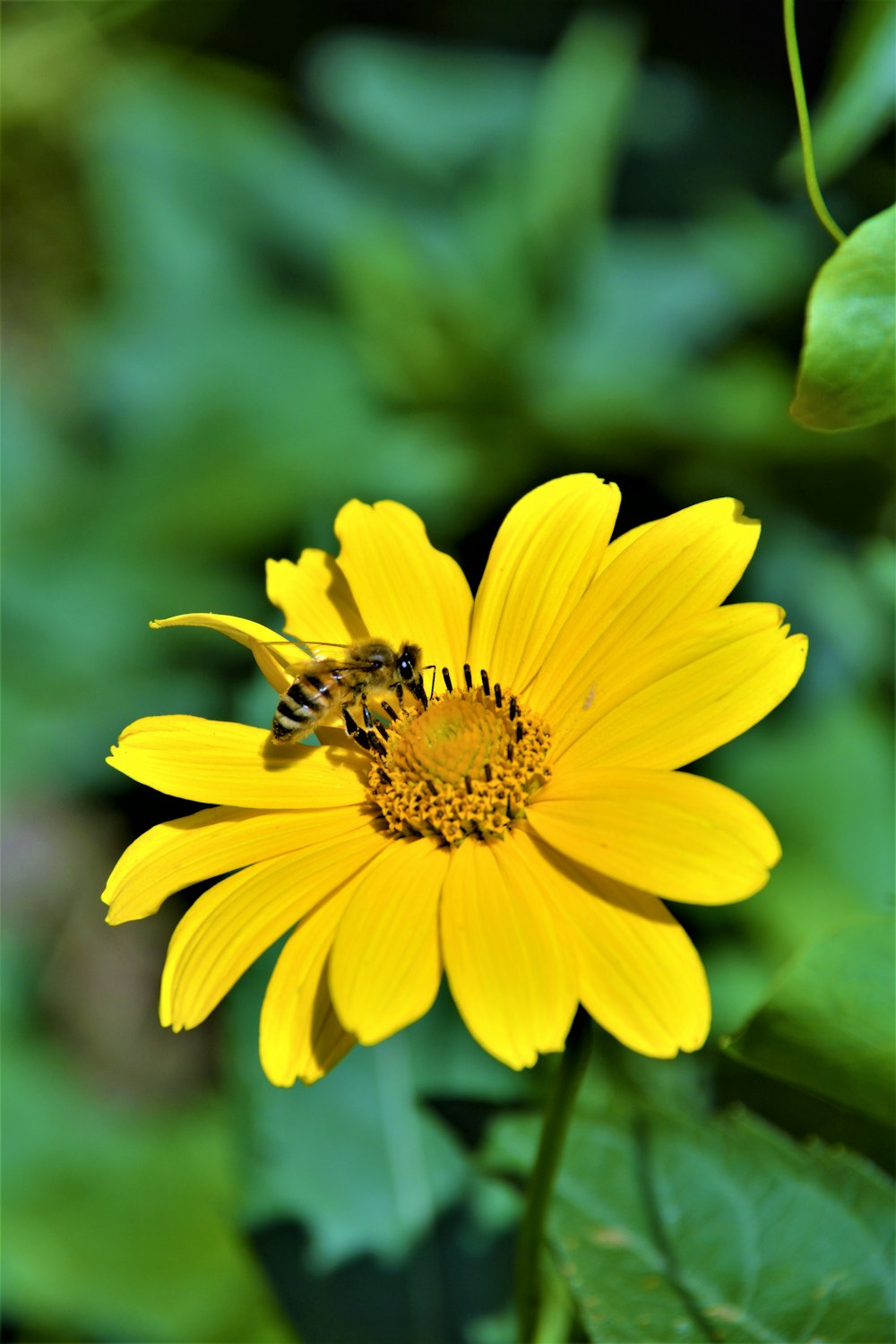 una flor amarilla con una abeja en ella