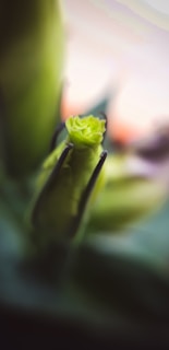 A close-up view of a budding green plant, with the soft focus on the petals that are beginning to unfurl. The background is blurred, creating a bokeh effect with hints of warm pink and orange tones, emphasizing the freshness and new beginning of the plant.