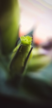A close-up view of a budding green plant, with the soft focus on the petals that are beginning to unfurl. The background is blurred, creating a bokeh effect with hints of warm pink and orange tones, emphasizing the freshness and new beginning of the plant.