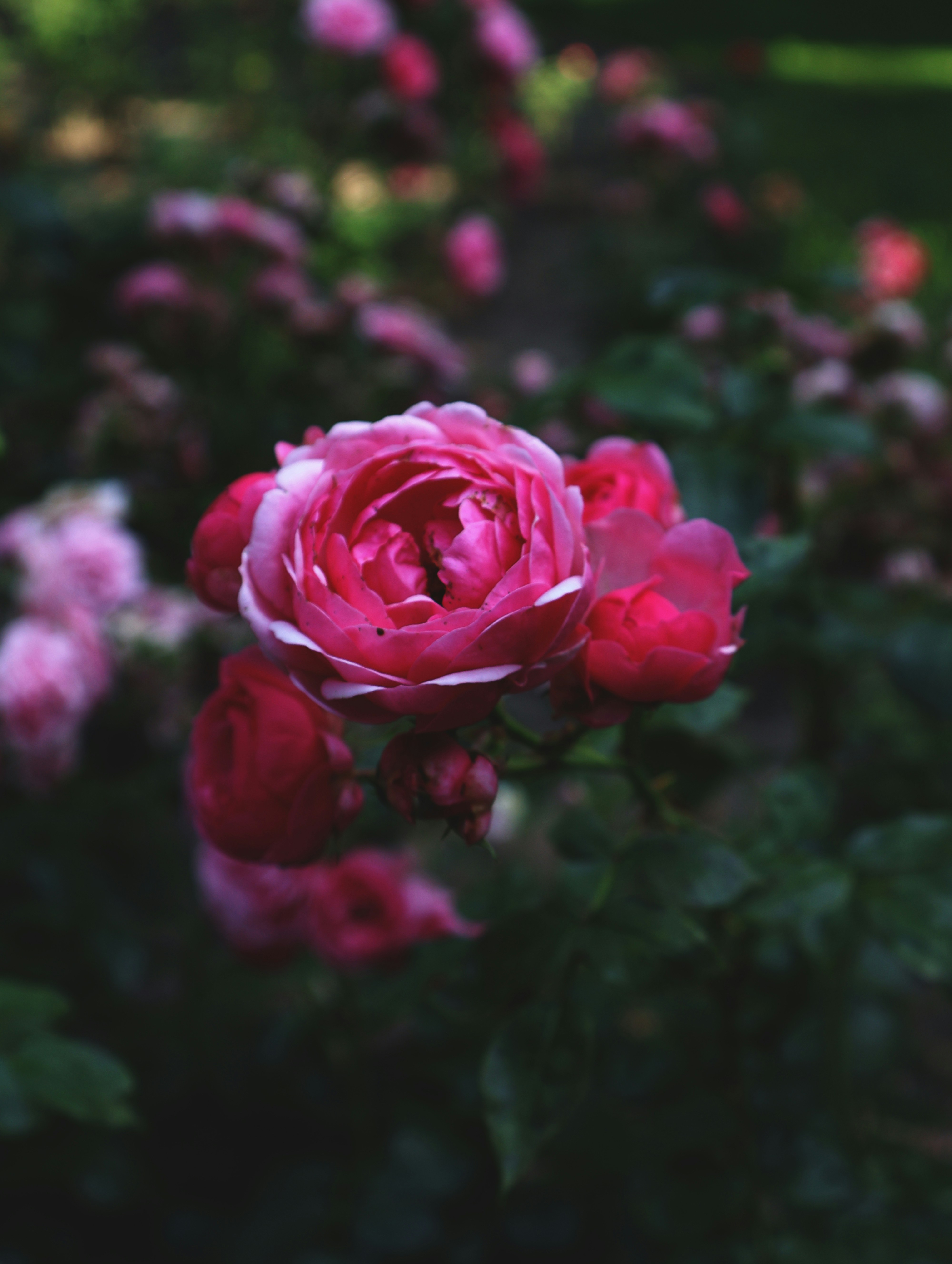 Photo by anyutakejbalo